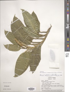 Image of Philodendron elegantulum