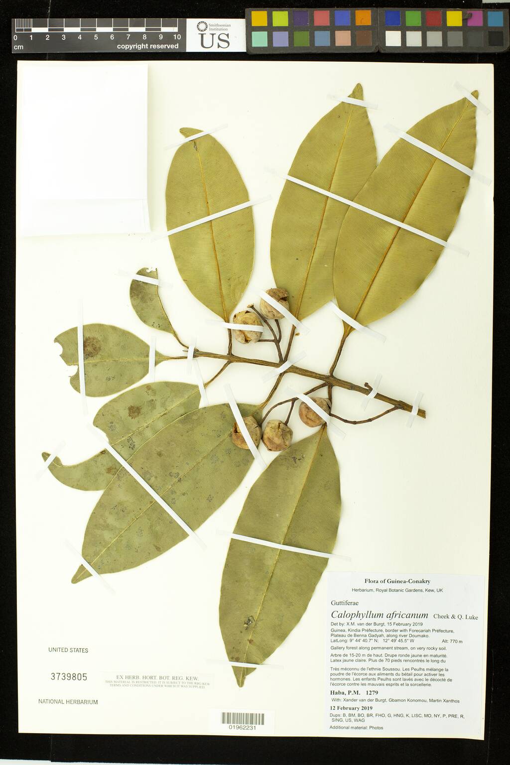 Calophyllum africanum image