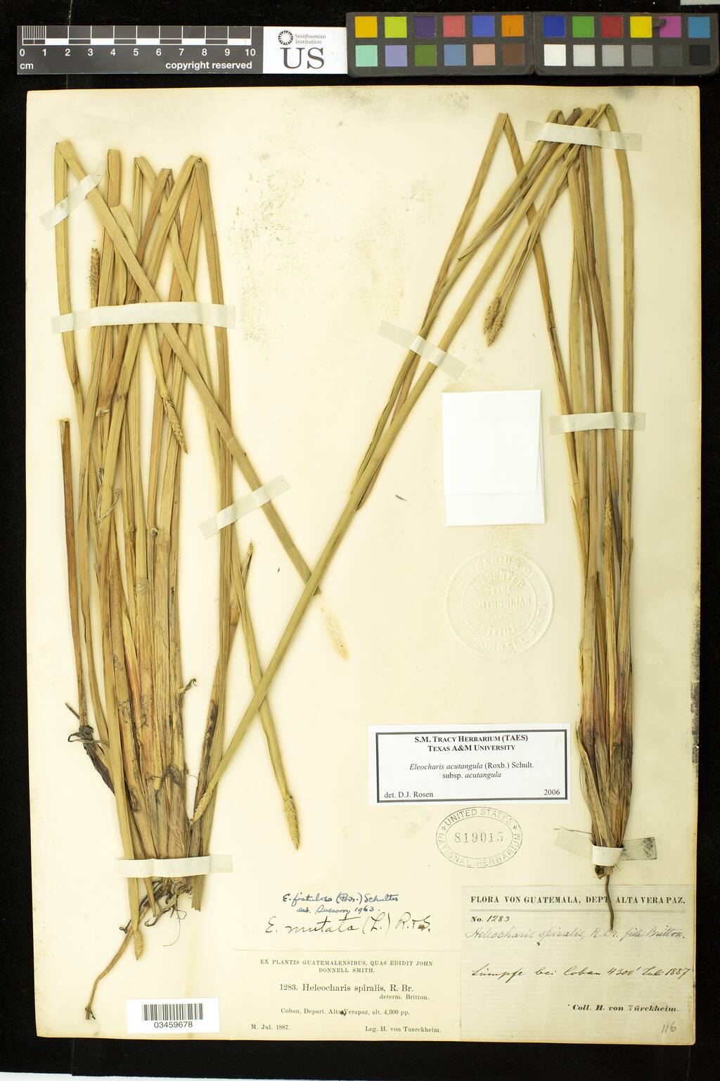 Eleocharis acutangula subsp. acutangula image