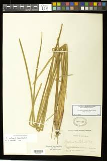 Eleocharis acutangula subsp. acutangula image