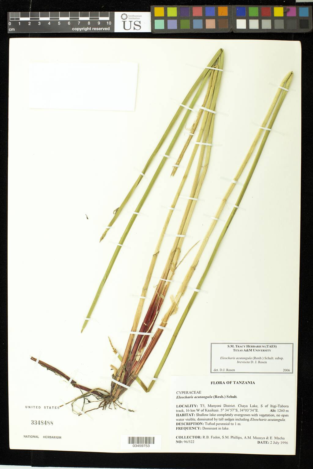 Eleocharis acutangula subsp. breviseta image