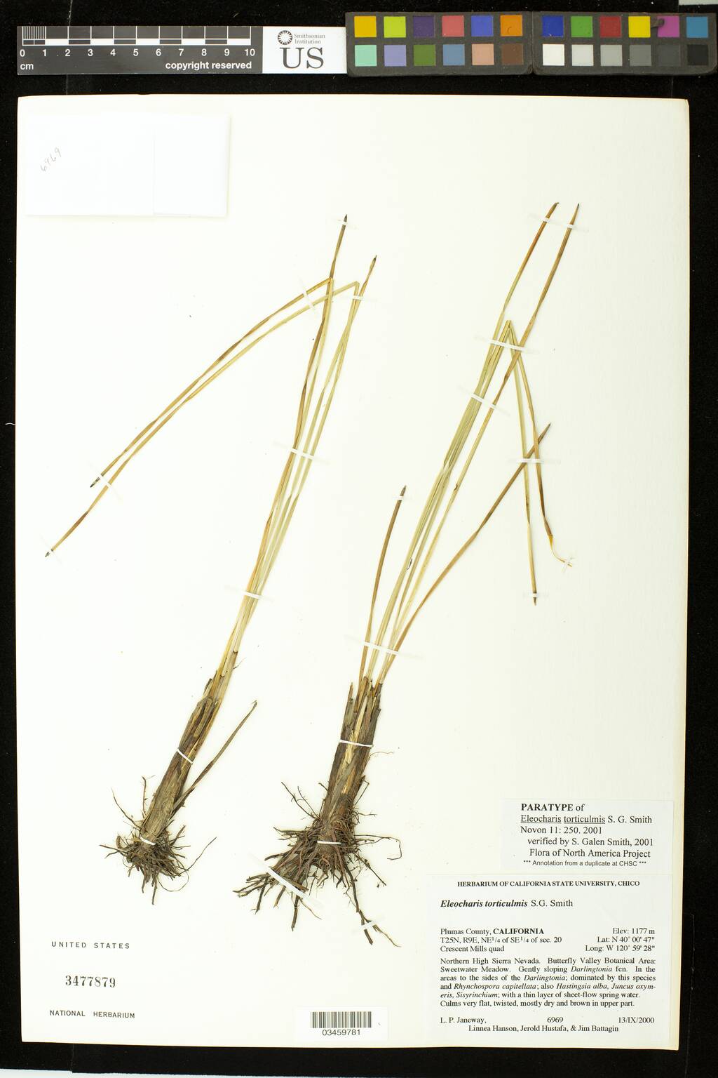 Eleocharis torticulmis image