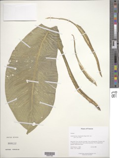 Dieffenbachia longispatha image