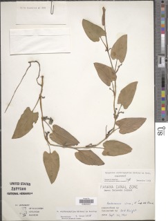 Image of Syngonium erythrophyllum