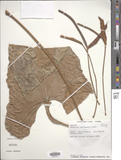 Anthurium curvispadix image
