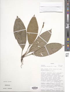 Anthurium terryae image