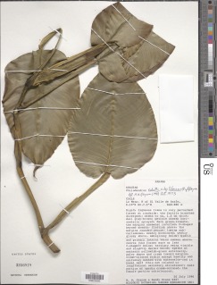 Philodendron schottii image