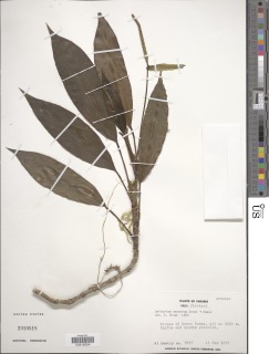 Image of Anthurium carnosum