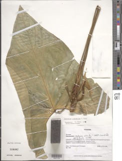 Anthurium ochranthum image