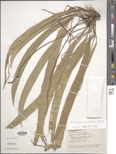 Anthurium friedrichsthalii image
