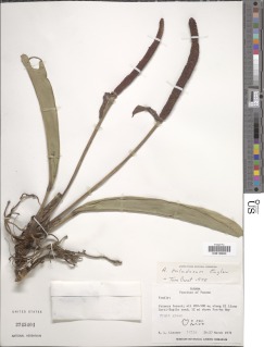 Anthurium paludosum image