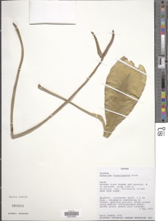 Image of Anthurium crassilaminum