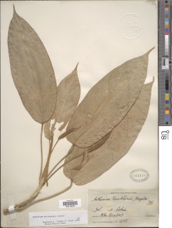 Image of Anthurium microspadix