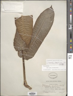 Image of Philodendron sagittifolium