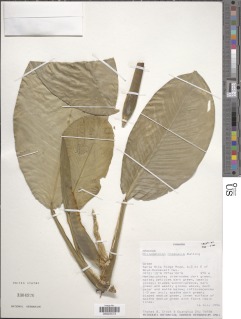 Philodendron rhodoaxis image