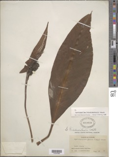 Spathiphyllum friedrichsthalii image