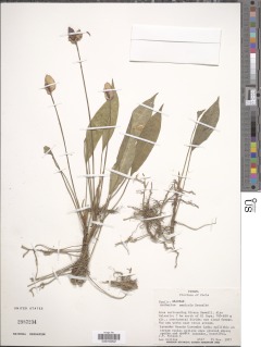 Image of Anthurium amnicola