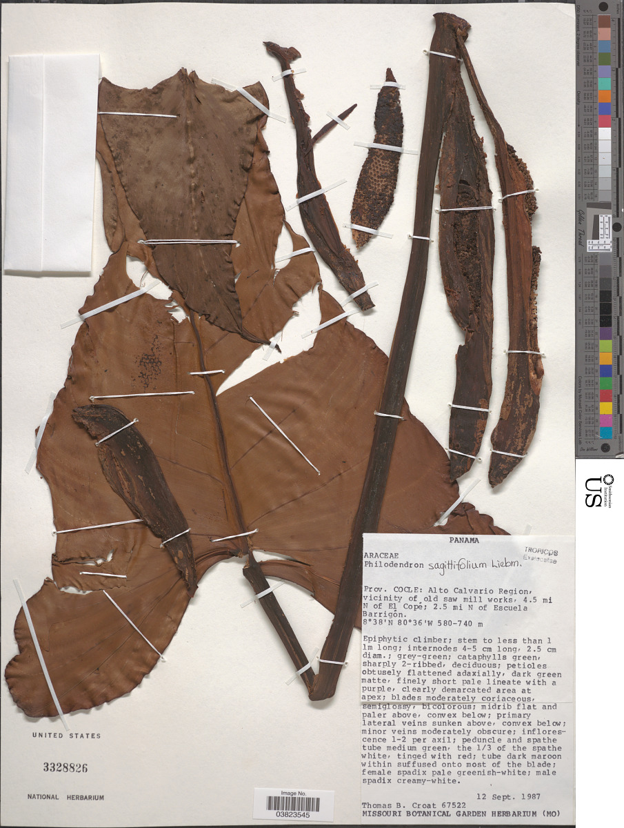 Philodendron sagittifolium image