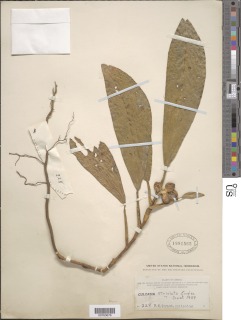 Culcasia striolata image