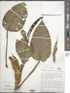 Image of Philodendron schottii