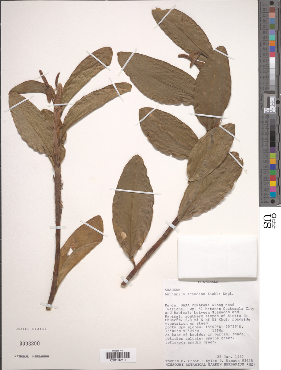 Anthurium scandens var. scandens image