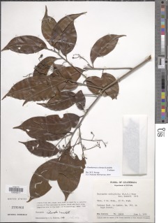 Image of Nectandra colorata