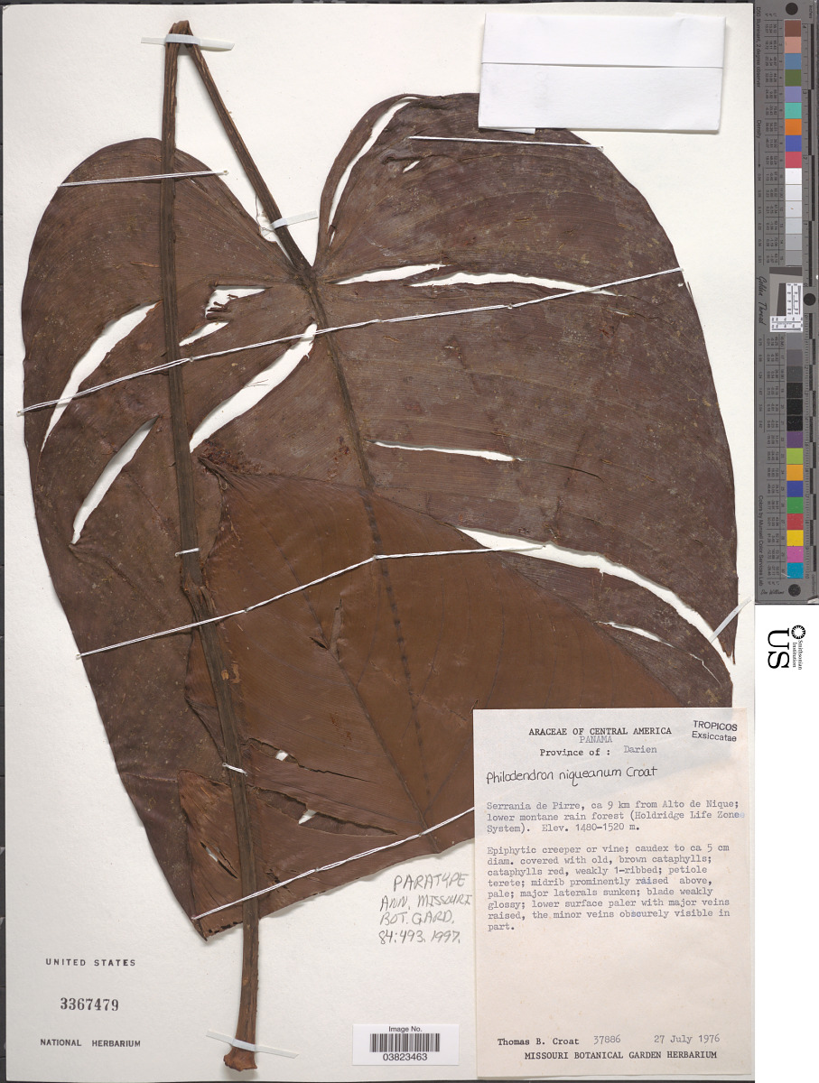 Philodendron niqueanum image