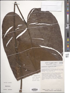 Image of Philodendron niqueanum