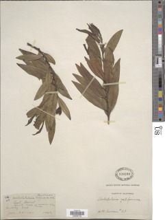 Umbellularia californica image