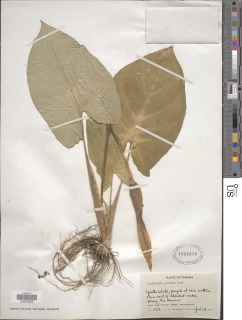 Xanthosoma mexicanum image