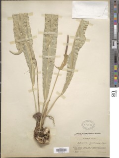 Anthurium protensum image