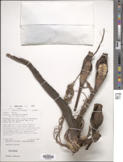 Syngonium macrophyllum image
