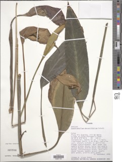 Spathiphyllum phryniifolium image