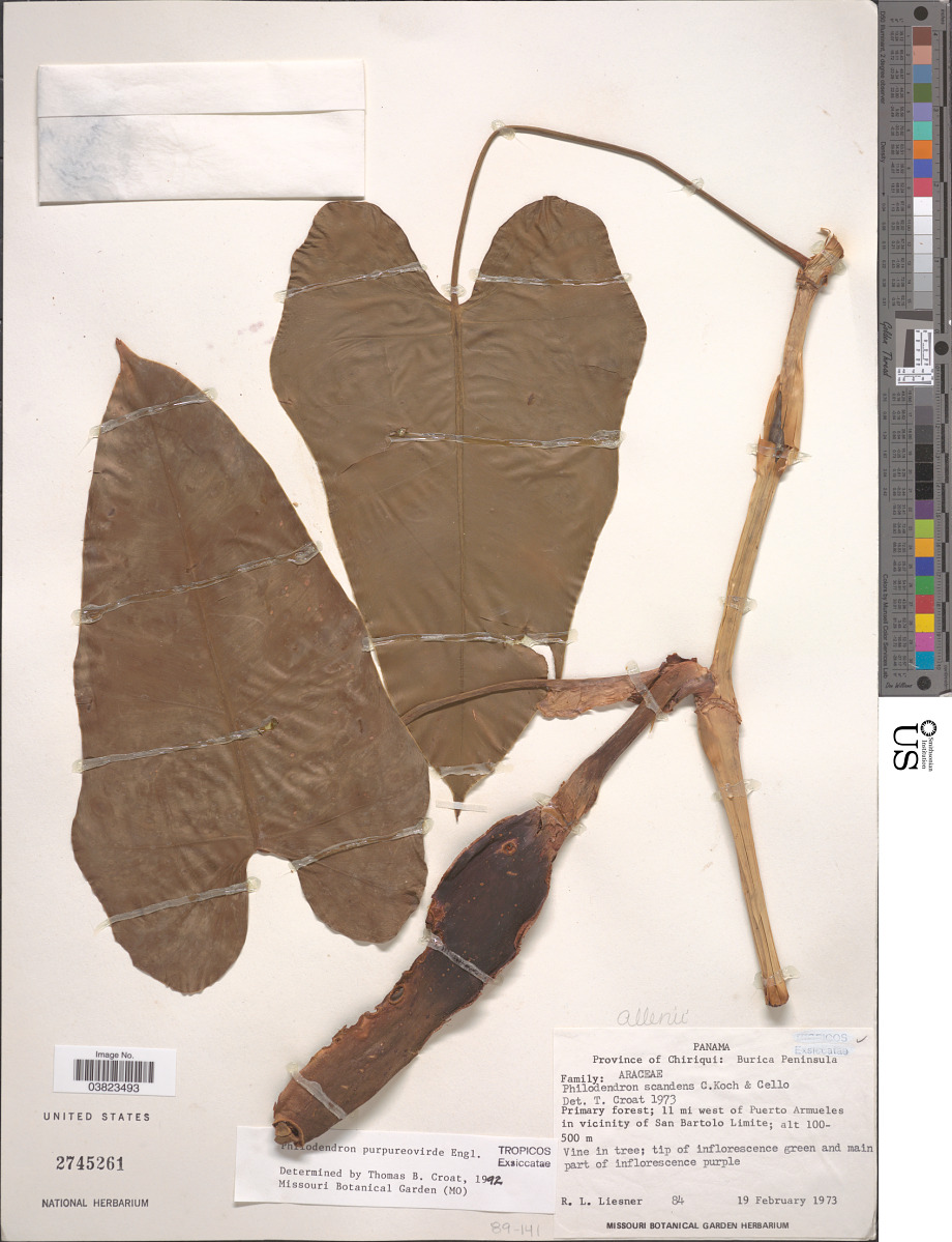 Philodendron purpureoviride image