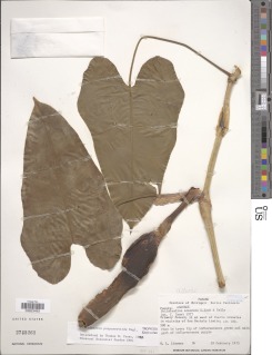 Image of Philodendron purpureoviride