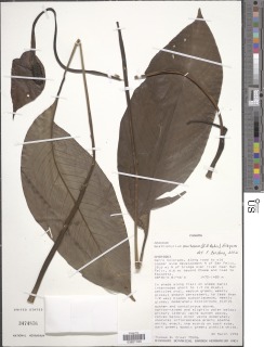 Image of Spathiphyllum montanum