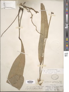 Anthurium paludosum image