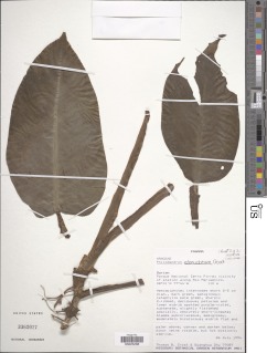 Philodendron edenudatum image