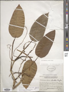 Philodendron sagittifolium image