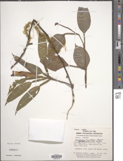 Philodendron tuerckheimii image