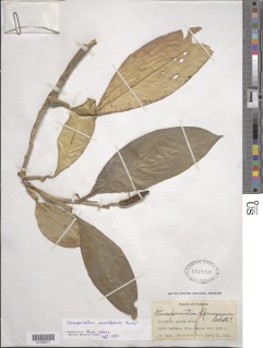 Image of Stenospermation marantifolium
