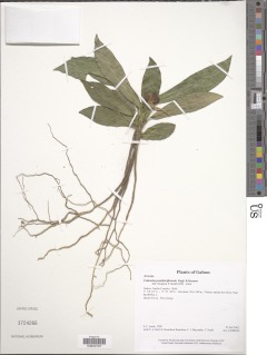 Image of Culcasia panduriformis
