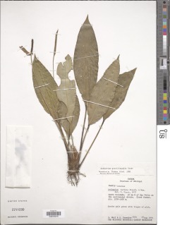 Image of Anthurium gracilispadix