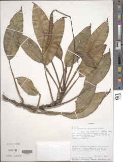 Image of Stenospermation spruceanum