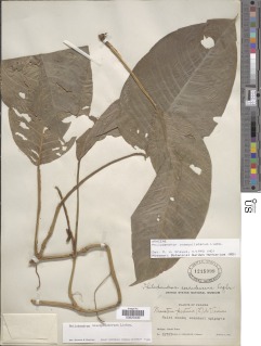 Philodendron inaequilaterum image