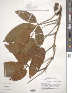 Syngonium erythrophyllum image