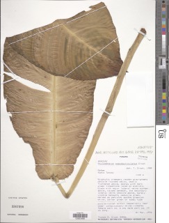 Philodendron pseudauriculatum image