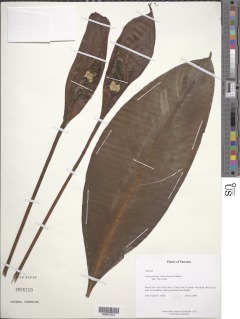 Spathiphyllum friedrichsthalii image
