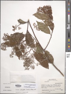Damburneya salicifolia image