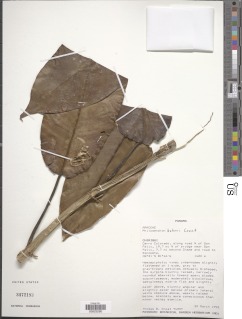 Philodendron bakeri image